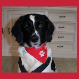 Halstuch für Hunde mit Namen